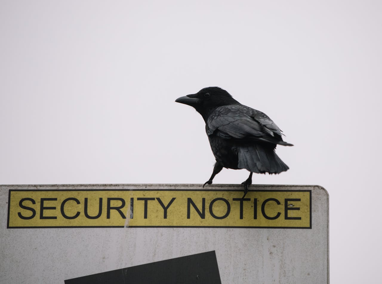 about-us Low angle of wild black crow sitting on road security notice sign on gray background