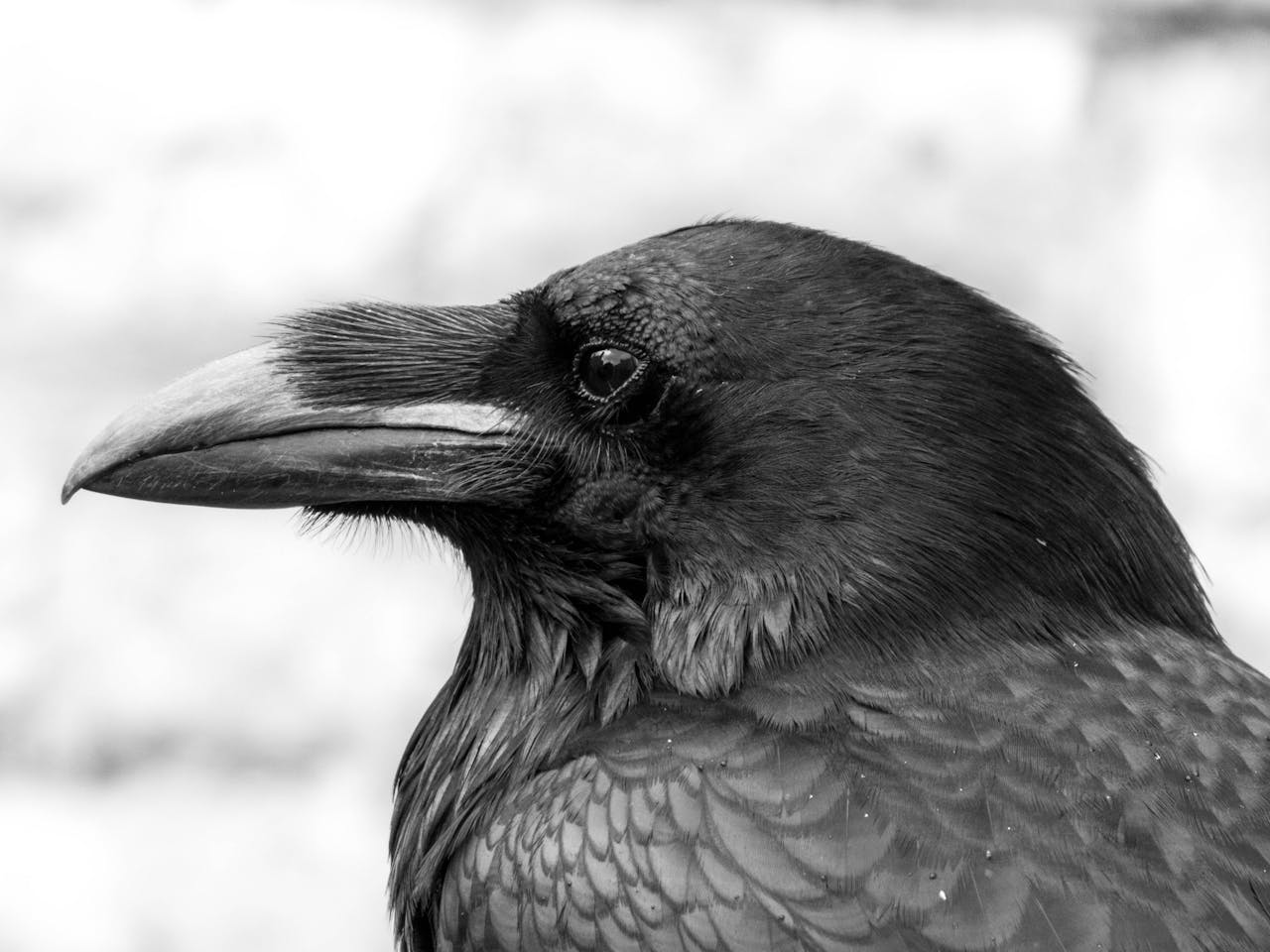 home-hero Close-up black and white portrait of a raven showcasing its beak and feather details.